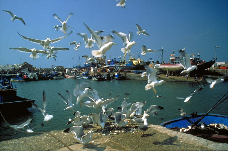 day trip to essaouira